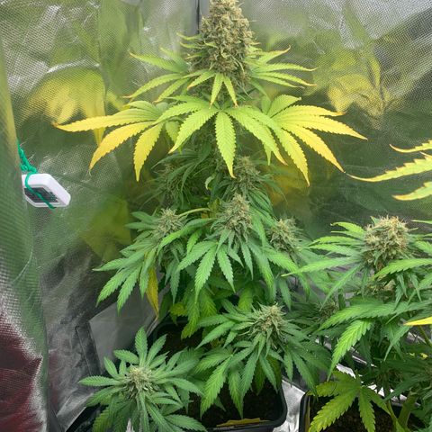 Blueberry Fast 00 Seeds #2 growlog timeline photo