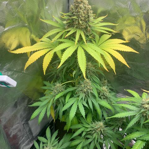 Blueberry Fast 00 Seeds #2 growlog timeline photo