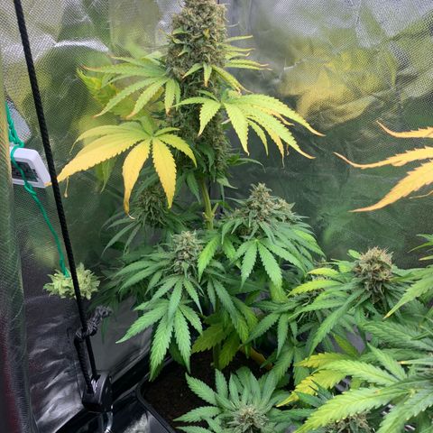 Blueberry Fast 00 Seeds #2 growlog timeline photo