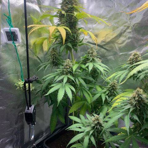 Blueberry Fast 00 Seeds #2 growlog timeline photo