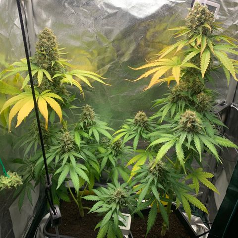 Blueberry Fast 00 Seeds #2 growlog timeline photo