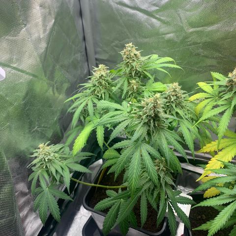 Blueberry Fast 00 Seeds #2 growlog photo: Headbud geerntet 