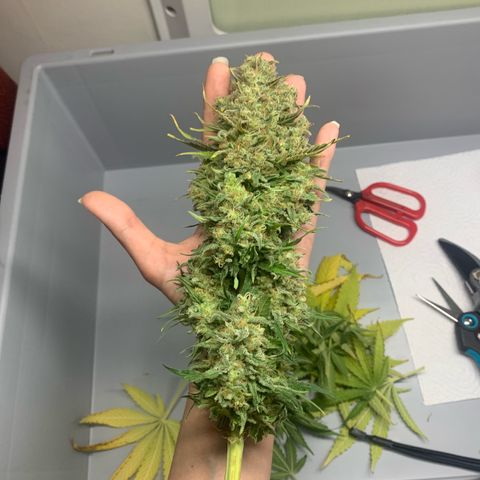 Blueberry Fast 00 Seeds #2 growlog photo: Headbud geerntet 