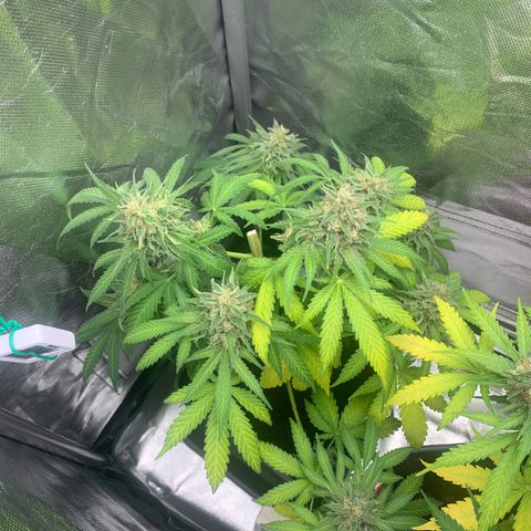 Blueberry Fast 00 Seeds #2 growlog timeline photo