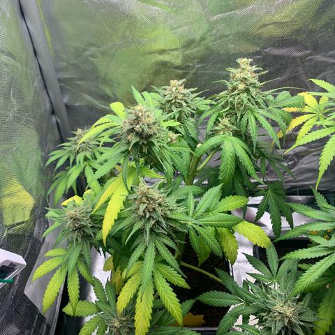 Blueberry Fast 00 Seeds #2 growlog timeline photo