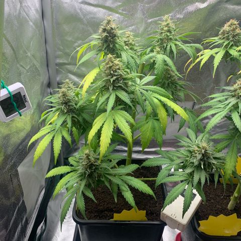 Blueberry Fast 00 Seeds #2 growlog timeline photo