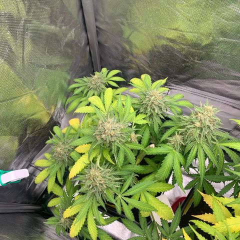 Blueberry Fast 00 Seeds #2 growlog timeline photo