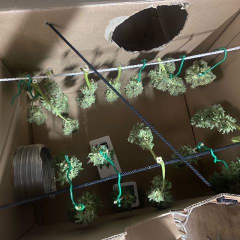 Blueberry Fast 00 Seeds #2 growlog timeline photo