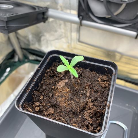 Fast Bud Auto Sweet Seeds #1  growlog timeline photo