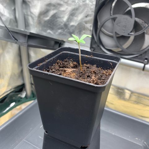 Fast Bud Auto Sweet Seeds #1  growlog timeline photo