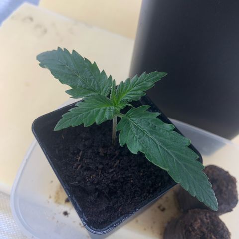 Fast Bud Auto Sweet Seeds #1  growlog timeline photo