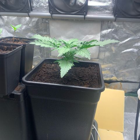 Fast Bud Auto Sweet Seeds #1  growlog timeline photo