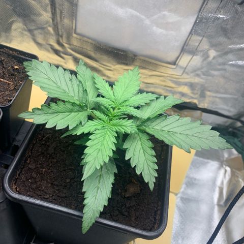 Fast Bud Auto Sweet Seeds #1  growlog timeline photo