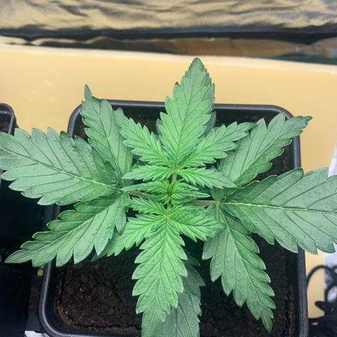 Fast Bud Auto Sweet Seeds #1  growlog timeline photo