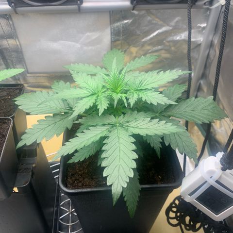 Fast Bud Auto Sweet Seeds #1  growlog timeline photo