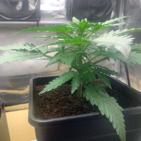 Fast Bud Auto Sweet Seeds #1  growlog timeline photo