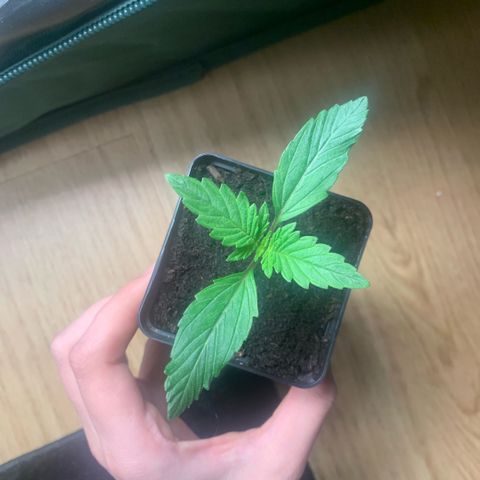 Northern Lights - Sensi Seeds #1 growlog timeline photo