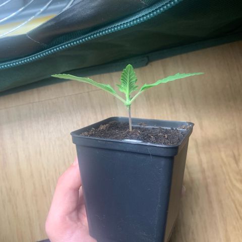 Northern Lights - Sensi Seeds #2 growlog timeline photo