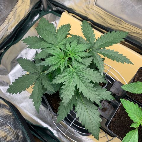 Fast Bud Auto Sweet Seeds #1  growlog timeline photo