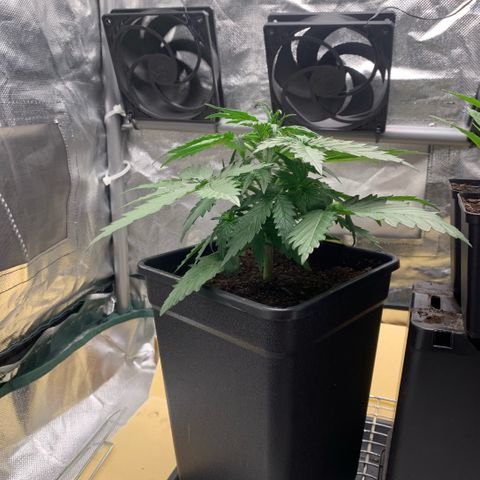 Fast Bud Auto Sweet Seeds #1  growlog timeline photo