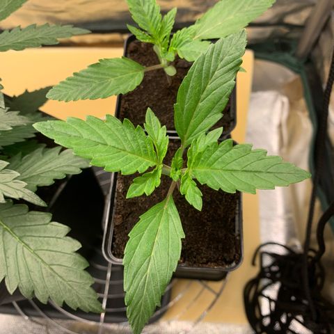 Northern Lights - Sensi Seeds #1 growlog timeline photo