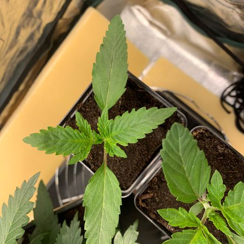 Northern Lights - Sensi Seeds #2 growlog timeline photo
