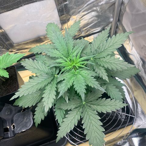 Fast Bud Auto Sweet Seeds #1  growlog timeline photo