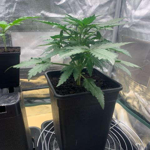 Fast Bud Auto Sweet Seeds #1  growlog timeline photo