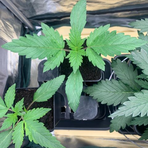 Northern Lights - Sensi Seeds #1 growlog timeline photo