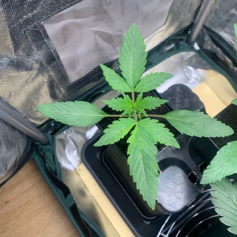 Northern Lights - Sensi Seeds #2 growlog timeline photo