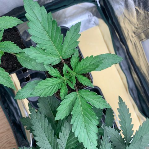 Northern Lights - Sensi Seeds #1 growlog timeline photo
