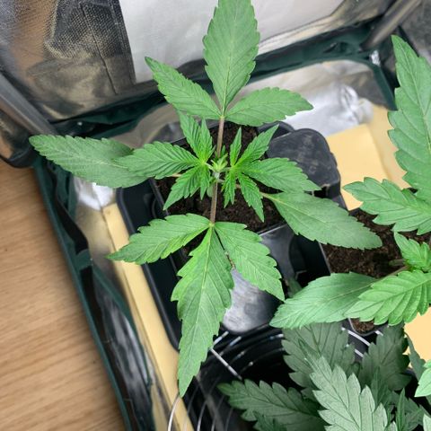 Northern Lights - Sensi Seeds #2 growlog timeline photo