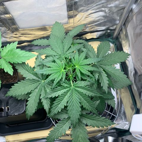 Fast Bud Auto Sweet Seeds #1  growlog timeline photo