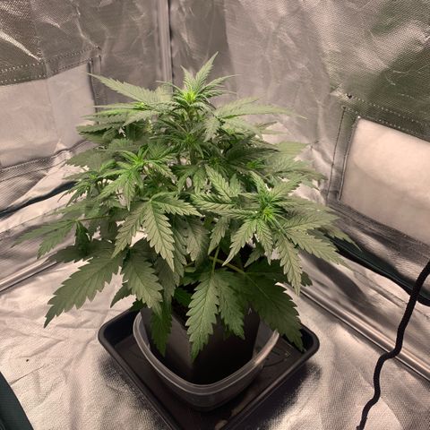 Fast Bud Auto Sweet Seeds #1  growlog timeline photo