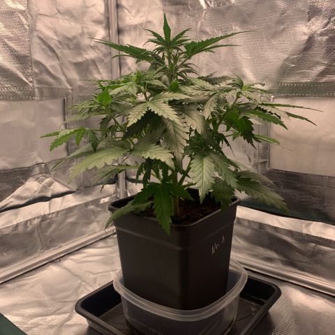 Fast Bud Auto Sweet Seeds #1  growlog timeline photo