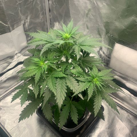 Fast Bud Auto Sweet Seeds #1  growlog timeline photo