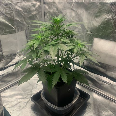 Fast Bud Auto Sweet Seeds #1  growlog timeline photo