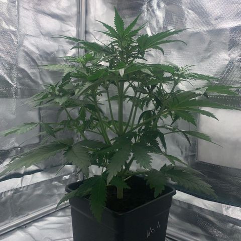 Fast Bud Auto Sweet Seeds #1  growlog timeline photo