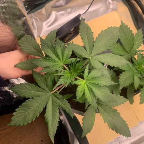 Northern Lights - Sensi Seeds #2 growlog timeline photo