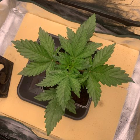 Northern Lights - Sensi Seeds #1 growlog timeline photo