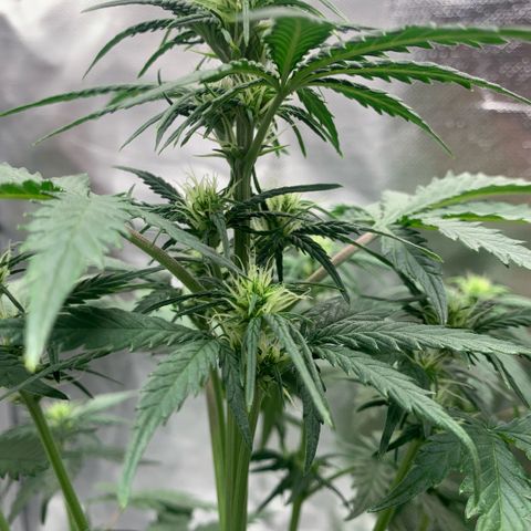 Fast Bud Auto Sweet Seeds #1  growlog timeline photo