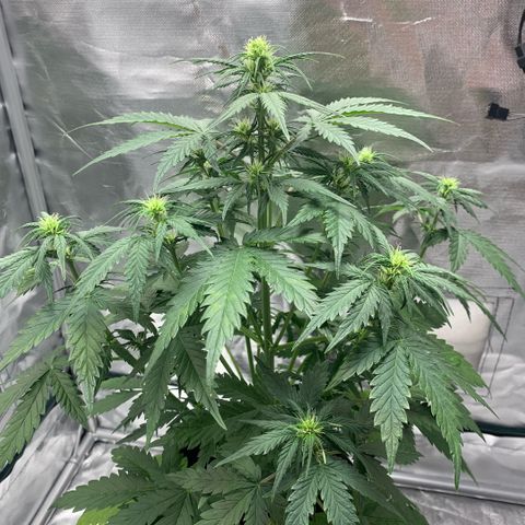 Fast Bud Auto Sweet Seeds #1  growlog timeline photo