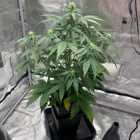 Fast Bud Auto Sweet Seeds #1  growlog timeline photo