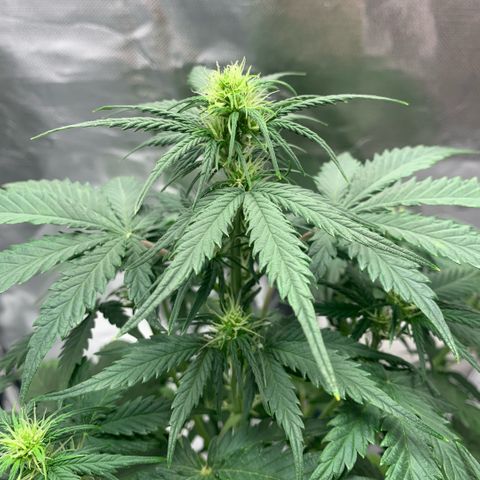Fast Bud Auto Sweet Seeds #1  growlog timeline photo