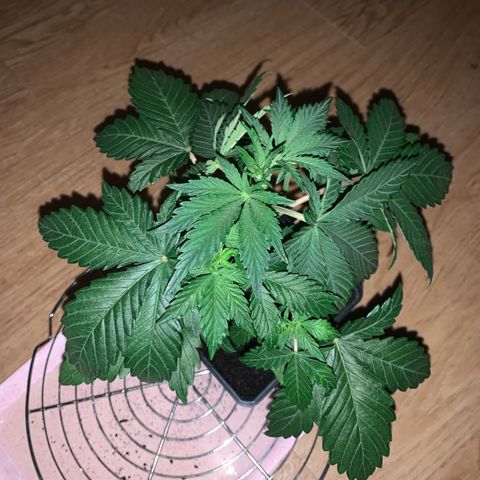 Northern Lights - Sensi Seeds #1 growlog timeline photo