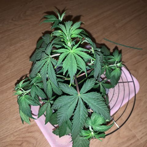 Northern Lights - Sensi Seeds #2 growlog timeline photo