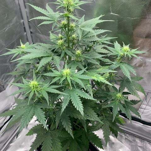 Fast Bud Auto Sweet Seeds #1  growlog timeline photo