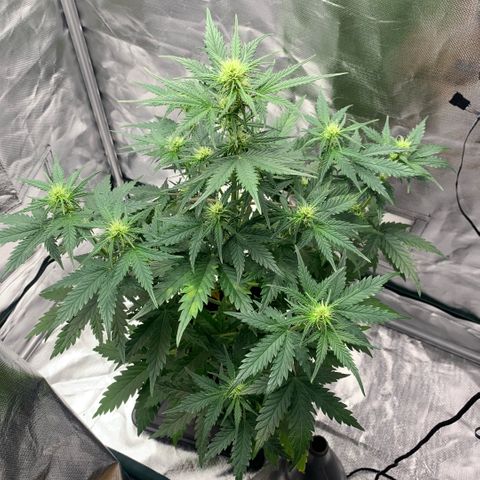 Fast Bud Auto Sweet Seeds #1  growlog timeline photo