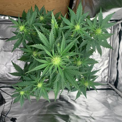 Fast Bud Auto Sweet Seeds #1  growlog timeline photo