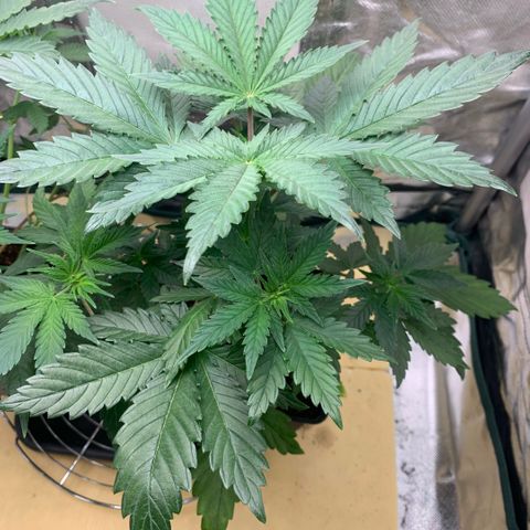 Northern Lights - Sensi Seeds #1 growlog timeline photo